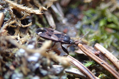 Eremocoris borealis
