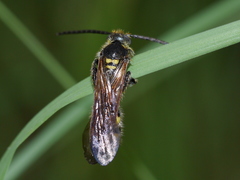 Dielis pilipes