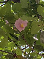Tabebuia