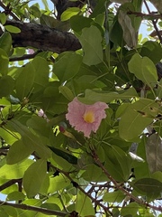 Tabebuia