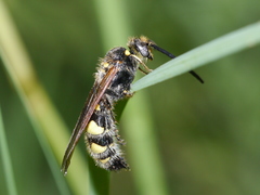 Dielis pilipes