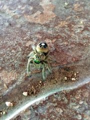 Phidippus bidentatus