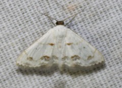 Scopula lautaria