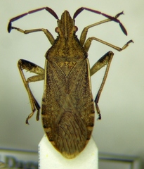 Ceraleptus lividus