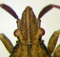 Ceraleptus lividus