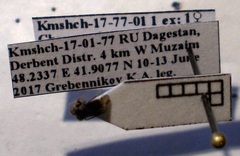 Charagochilus gyllenhalii