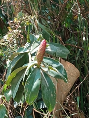 Costus spicatus