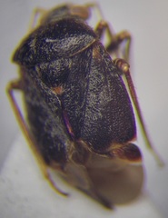 Charagochilus gyllenhalii