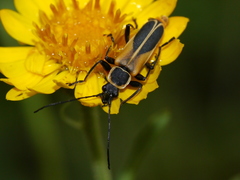 Chauliognathus opacus