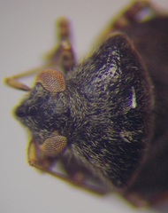 Charagochilus gyllenhalii