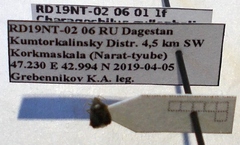 Charagochilus gyllenhalii