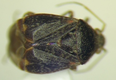Charagochilus gyllenhalii
