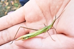 Acrida cinerea