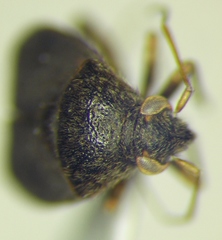 Charagochilus gyllenhalii