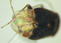 Charagochilus gyllenhalii