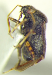 Charagochilus gyllenhalii