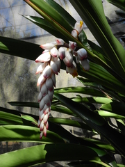 Alpinia zerumbet