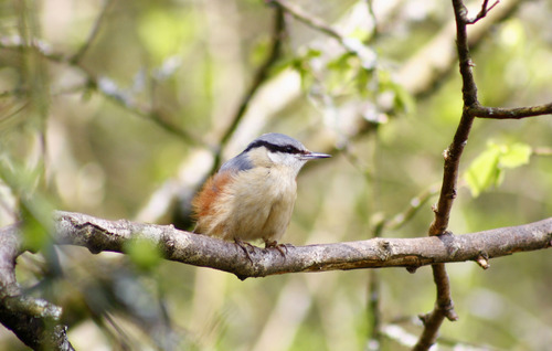 Sitta europaea