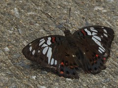 Euthalia lubentina