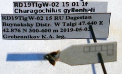 Charagochilus gyllenhalii