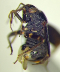 Charagochilus gyllenhalii