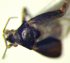 Charagochilus gyllenhalii