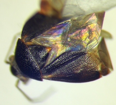 Charagochilus gyllenhalii