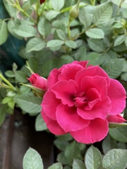 Rosa