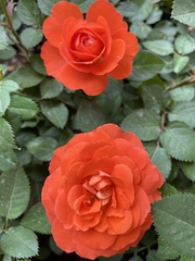 Rosa