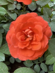 Rosa
