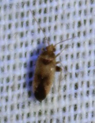 Parthenicus juniperi