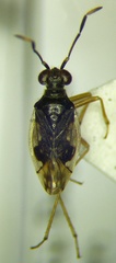 Chartoscirta elegantula