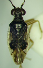 Chartoscirta elegantula