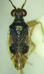 Chartoscirta elegantula