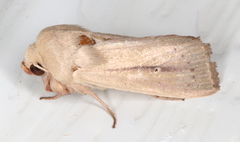 Leucania abdominalis