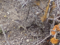 Stenocercus guentheri