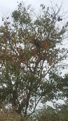 Citrus deliciosa
