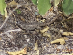 Stenocercus guentheri