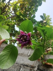 Passiflora quadrangularis