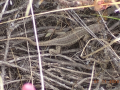 Stenocercus guentheri