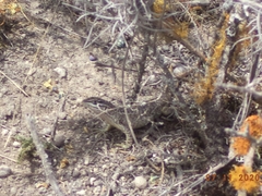 Stenocercus guentheri