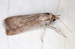 Tathorhynchus fallax