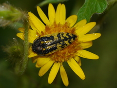Acmaeodera amplicollis