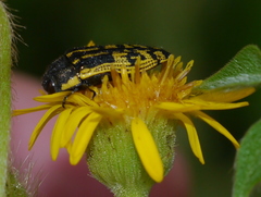Acmaeodera amplicollis