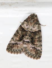 Pherechoa crypsichlora