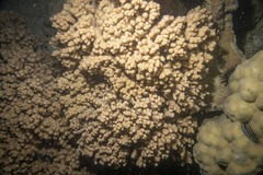 Klyxum