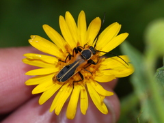 Chauliognathus opacus