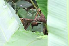 Cantorchilus nigricapillus