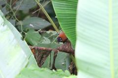 Cantorchilus nigricapillus