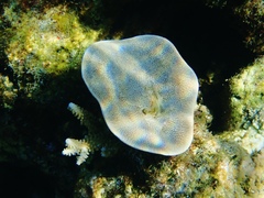 Phyllospongia